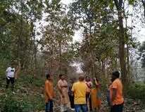 Jungle-walk-3